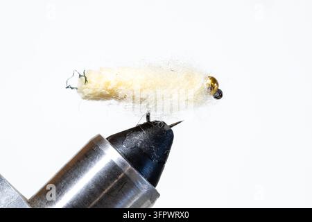 Weißer Perlenkopf-Moppfliegen auf einem Schraubstock vor weißem Hintergrund Stockfoto