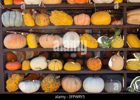 Verschiedene farbenfrohe Kürbisse, Flaschenkürbisse und dekorative Kürbisarten Stockfoto