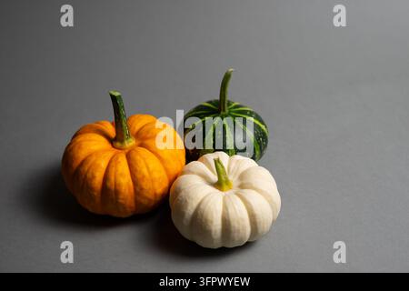 Bunte Mini-Kürbisse auf grauem Hintergrund mit Kopierplatz Stockfoto