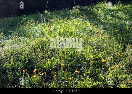 Grünes Wiesenfeld mit blühenden gelben Wildhabichtblumen im hellen Morgenlicht Stockfoto