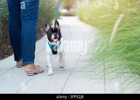 Französischer Bulldogge mit Hundeleinen steht mit einer Person und geht im Garten im warmen Licht am Abend Stockfoto