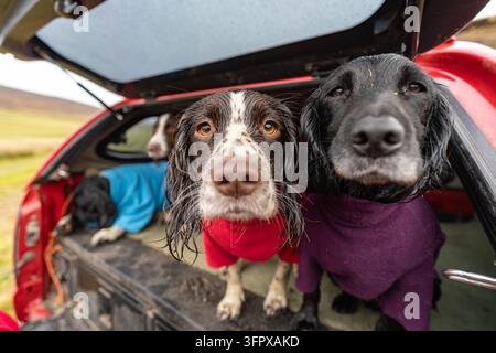Nasse Arbeitsspringer Spaniels mit trocknenden Fell im Heck eines Pickups nach einer Aufnahme auf dem Rottal Estate, Angus Glens, Schottland Stockfoto