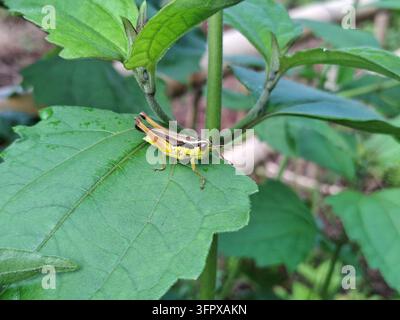 Hellgelber und brauner Grashüpfer, der auf einem grünen Blatt im Garten ruht, detaillierte Makrofotografie, die die schöne Insekten-Natur-Wildnis einfängt Stockfoto