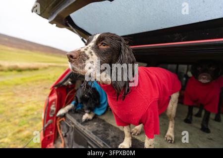 Nasse Arbeitsspringer Spaniels mit trocknenden Fell im Heck eines Pickups nach einer Aufnahme auf dem Rottal Estate, Angus Glens, Schottland Stockfoto