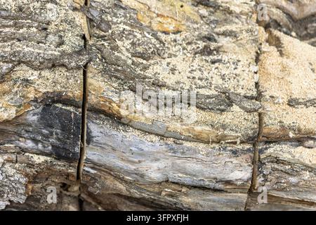 Tiefe Sägeschnitte durchziehen die raue Rinde eines Baumstamms, der mit hellem Sägemehl bedeckt ist. Die Nahaufnahme zeigt geschichtete Rinde, freiliegendes Holz und unregelmäßige Texturen Stockfoto