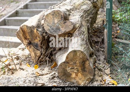 Ein großer gefällter Baumstamm liegt neben Betonstufen und einem grünen Metallzaun. Ein abgesägter Ast zeigt einen herzförmigen Querschnitt, umgeben von rauer Rinde Stockfoto