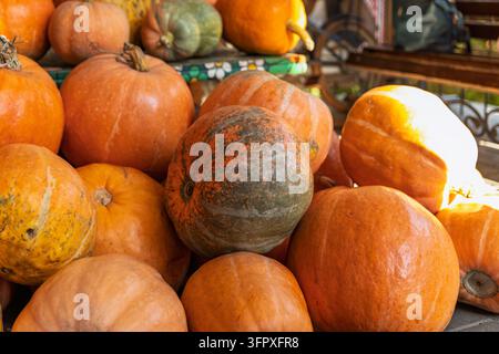 Ein Haufen großer orangefarbener und grüner Kürbisse füllt eine herbstliche Auslage. Natürliches Sonnenlicht betont ihre runde Form, gesprenkelte Schalen und unterschiedlichen Texturen Stockfoto
