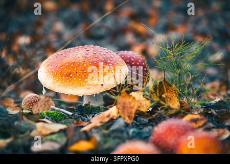 Agaric-Fliegenpilze auf dem Waldboden. Stockfoto