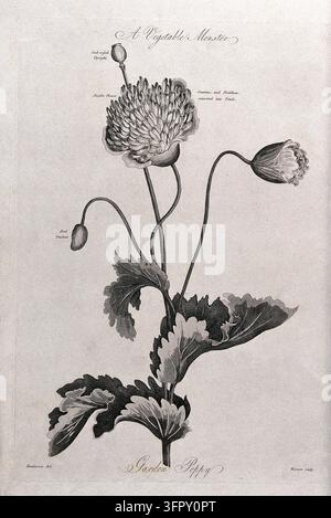 Gartenmohn (Papaver sp.): blühender und fruchtender Stängel. Aquatinta von Warner, ca. 1807, nach P. Henderson Stockfoto