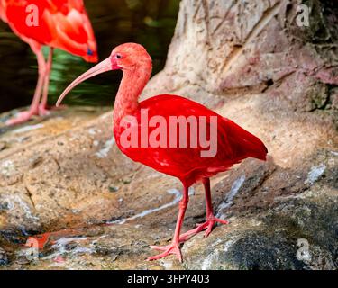Scharlachsichler, manchmal auch Rotsichler genannt (Eudocimus ruber) Stockfoto