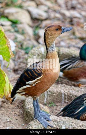 Braungelbe Pfeifente oder braungelbe Baumente (Dendrocygna bicolor) - aufrecht stehend Stockfoto