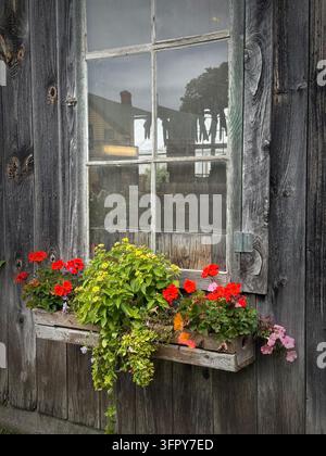 Neue Blumen an einem alten Fenster. Stockfoto