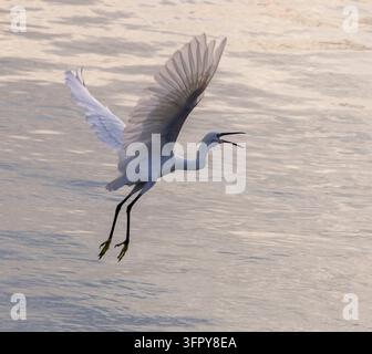 Fliegender Reiher (Ardea alba), auch bekannt als gemeiner Reiher, großer Reiher oder großer weißer Reiher, Luxor, Ägypten Stockfoto