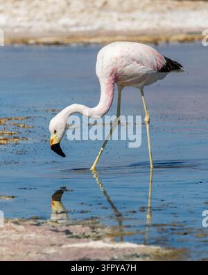 Andenflamingo (Phoenicoparrus andinus) beim Fressen in der Salzlagune Laguna Chaxa, San Pedro de Atacama, Chile Stockfoto