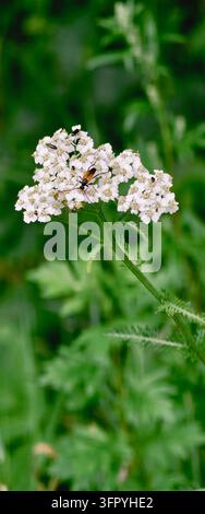 Ein detailliertes Nahaufnahmephoto, das eine Ansammlung zarter weißer Schafgarbenblüten einfängt, mit verschiedenen kleinen Insekten, die aktiv nach Nektar suchen Stockfoto