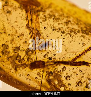 Ein detailliertes, nahaufnahme-Makrofoto, das eine Mücke und andere winzige Insekten zeigt, die perfekt in einem Stück goldgelbem Bernstein erhalten sind. Zahlreiche Stockfoto