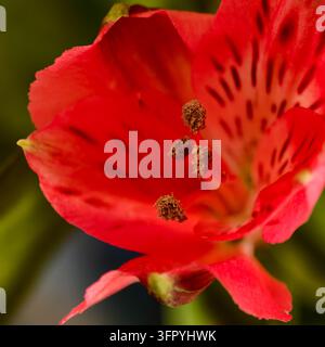 Makrofotografie, die die feinen Details einer leuchtend roten Alstroemeria-Blüte einfängt. Das Bild konzentriert sich auf die zarten Staubblätter mit sichtbarem Pollen an Stockfoto