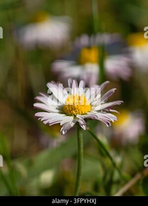 Eine detaillierte Nahaufnahme einer gewöhnlichen Gänseblümchenblüte (Bellis perennis), die ihre zarten weißen Blütenblätter mit rosa Spitzen und einen lebendigen gelben Stempel zur Schau stellt Stockfoto