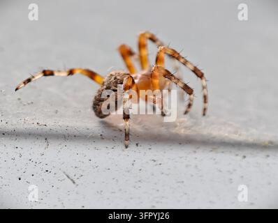 Ein detailliertes Makrofoto mit geringer Schärfentiefe, das eine braune und orangefarbene Gartenspinnerei einfängt. Die Spinne befindet sich auf einer staubigen, strukturierten grauen Oberfläche Stockfoto