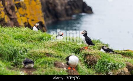 Sechs Atlantische Papageientaucher, die auf einem grasbewachsenen Hang in Hafnarholmi, Island, ruhen und stehen, mit felsigen Klippen und Meer im weichen Hintergrund. Stockfoto