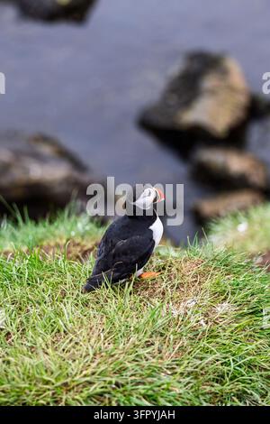 Atlantik-Meerkatze mit einem farbenfrohen Schnabel steht auf Gras in Hafnarholmi, Island, im Sommer, mit Küstenfelsen und Wasser im Hintergrund unscharf. Stockfoto