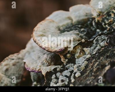 Eine detaillierte Nahaufnahme, die eine Ansammlung hellfarbener Polypore-Pilze, auch bekannt als Schlauchpilze, zeigt, die fest an einem rauen Baumstamm in einem Stockfoto