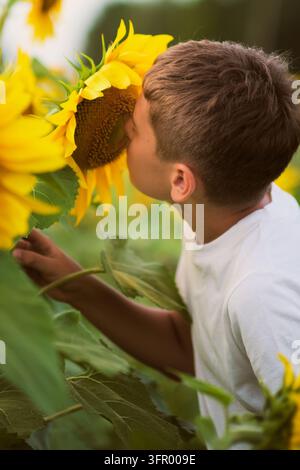 Neugieriger Junge lehnt sich an eine blühende Sonnenblume und riecht ihre hellgelben Blütenblätter in einem Sommerfeld. Der warme Naturmoment spiegelt die Kindheit wider Stockfoto