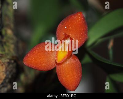 Nahaufnahme einer leuchtend orangefarbenen Maxillaria-sophronitis-Orchideenblüte, die ihre zarten Blütenblätter und die kontrastierende gelbe und rote Mittellippte zeigt Stockfoto