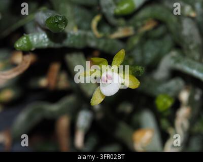 Makro einer winzigen gelb-grünen Blüte von Taeniophyllum pusillum (Syn. Taeniophyllum obtusum), einer blattlosen epiphytischen Orchidee mit einer weißen, rosa markierten Lippe. Stockfoto