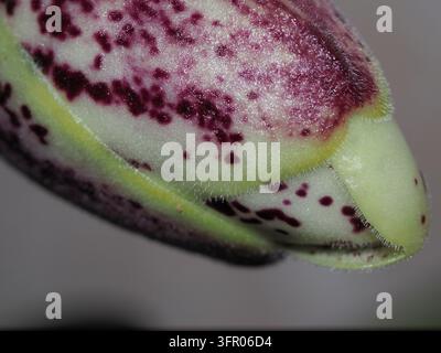 Extrem naher Blick auf eine sich entwickelnde Paphiopedilum-leucochilum-Orchideenknospe, die kunstvolle burgunderrote Flecken auf blassen Blütenblättern und eine grüne Spitze zeigt. Stockfoto