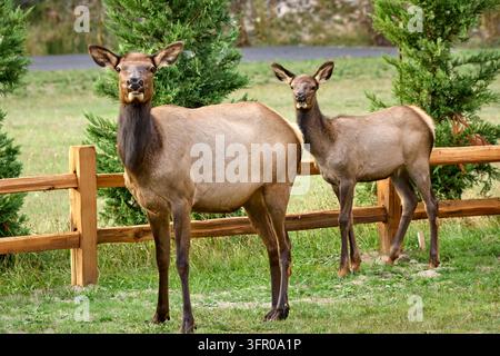 Eine große Elchkuh steht mit ihrem älteren Kalb an einem Holzzaun in Packwood, Washington. Stockfoto