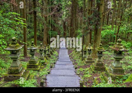 Ein Pfad durch einen dichten, grünen Zedernwald, gesäumt von moosbewachsenen Steinlaternen und einem Torii mit einem Shimenawa Stockfoto