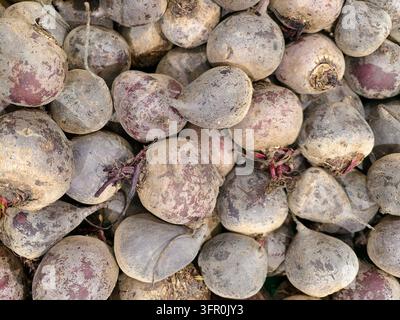 Frisch vom Hof süße rote Rüben, die in einem Lebensmittelladen im Regal ausgelegt sind. Biologische rote Rüben zum Verkauf in einem örtlichen ukrainischen Supermarkt. Stockfoto