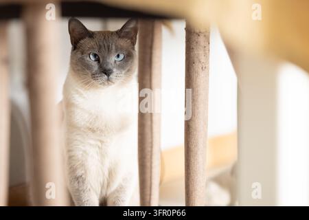 Hauskatze aus Thailand oder Siam, die auf einem gepolsterten Stuhl in einem hellen Wohnzimmer sitzt und durch den Stuhlausschnitt schaut, Augenhöhe Stockfoto