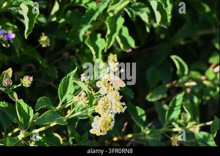 Fotografie eines Kolibri-Falken, der über zarten gelben Blüten inmitten dichtem grünen Laub in einem Garten schwebt. Stockfoto