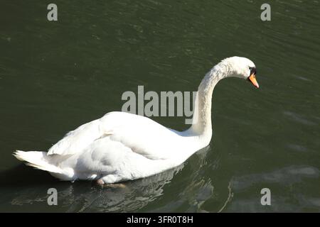 „Ente“ ist der gebräuchliche Name für bestimmte Vögel der Familie der Entenvögel (Anatidae), vor allem solche aus der Unterfamilie der Enten (Anatinae) und darin insbesondere aus der Gattung *Anas*. Stockfoto