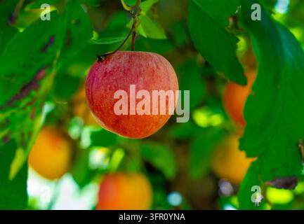 Äpfel an der Rebe in einem Obstgarten in Maryland. Stockfoto