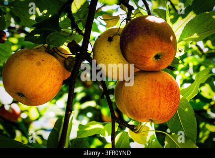 Äpfel an der Rebe in einem Obstgarten in Maryland. Stockfoto