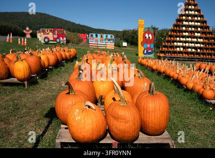 Eine Anordnung von leuchtend orangefarbenen Kürbissen (Cucurbita pepo), die während der Erntezeit im Herbst ordentlich auf grünem Gras angeordnet sind Stockfoto