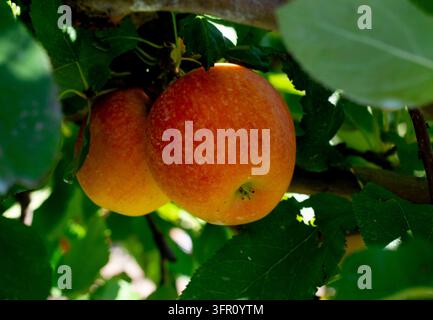 Äpfel an der Rebe in einem Obstgarten in Maryland. Stockfoto