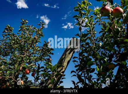 Reife rote Äpfel hängen an einem spaliergestützten Apfelbaum unter einem blauen Himmel, der beliebten Sorten wie Honeycrisp oder Fuji sehr ähnelt Stockfoto