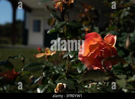 Eine lebendige zweifarbige Floribunda-Rose Stockfoto