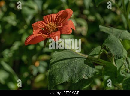 Ein mexikanischer Sonnenblumen (Tithonia rotundifolia), eine lebhafte, schnell wachsende einjährige Pflanze aus der Familie der Astern (Asteraceae). Stockfoto