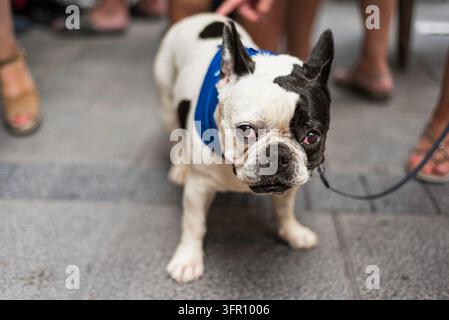Französischer Bulldogge mit blauem Bandana geht auf einem Gehweg mit verschwommenen Menschen im Hintergrund Stockfoto