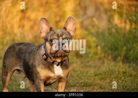 Einzigartige Merle-Französische Bulldogge mit Odd-Eyes steht in einem Herbstpark. Beliebte flachgesichtige Begleithunderassen umfassen Mops, Boston Terrier und Englische Bu Stockfoto