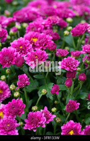 Chrysantheme ‚Belgian Mums® Jasoda Purple‘. Herbstblumen Stockfoto