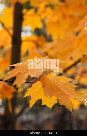 Nahaufnahme von nassen goldenen Ahornblättern an Baumzweigen mit weichem verschwommenem Hintergrund Stockfoto