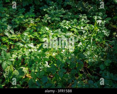 Bodenklee bedeckt den sonnenbeschienenen Waldboden nahe Salzburg, Österreich (Aegopodium podagraria) Stockfoto