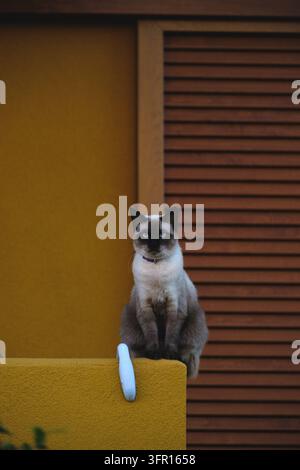 Elegante Siamkatze mit hellblauen Augen sitzt gelassen auf einer leuchtend gelben Kante, vor Holzlatten in einer friedlichen städtischen Umgebung. Stockfoto