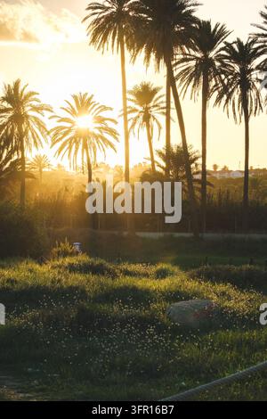 Sonnenstrahlen dringen durch hohe Palmen in einer ruhigen Wiese und fangen einen warmen mediterranen Sonnenuntergangsglanz ein, der Ruhe und friedliche Natur ausstrahlt Stockfoto